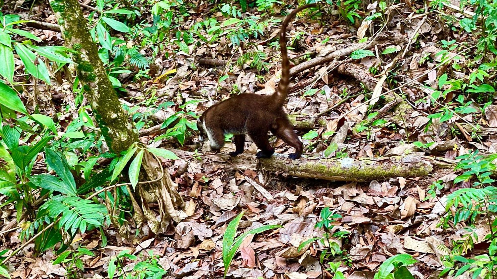 Casa Paraiso Tropical Parrita Kültér fotó