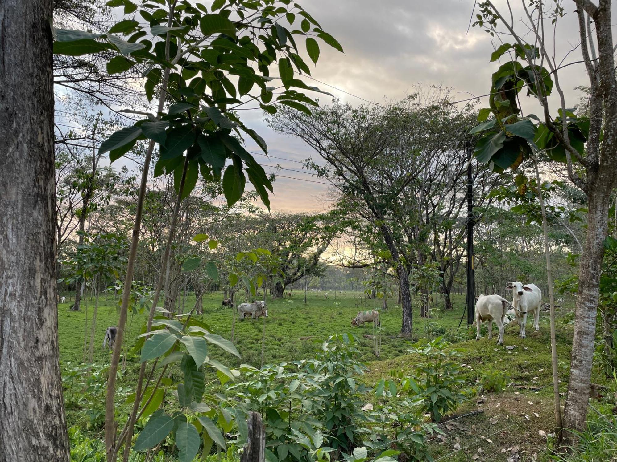 Casa Paraiso Tropical Parrita Kültér fotó